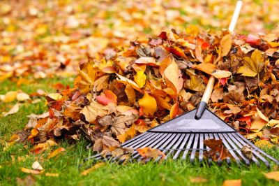 fall leaf clean-up