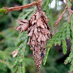 bagworm-small_crop_240_240