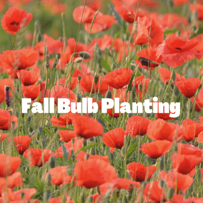 Fall Bulb Planting 1_crop_778_778