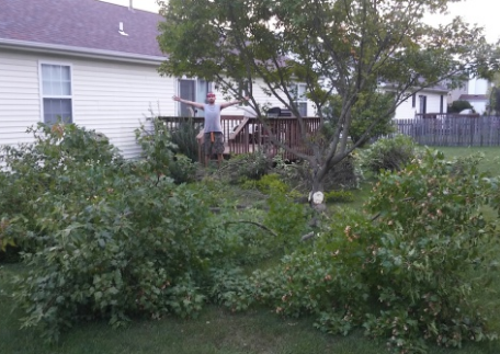 tree trimming & pruning