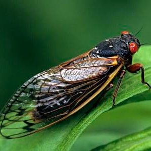 cicada_crop_299_299