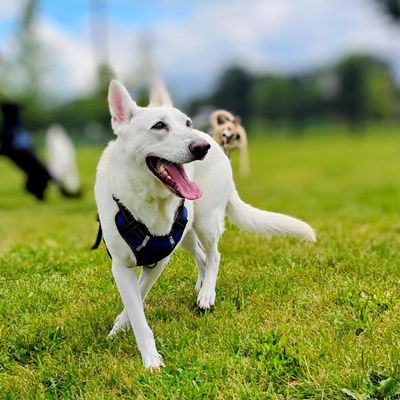 Blog White Shepard Pet Safe Fertilizer