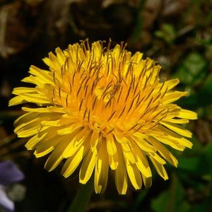 1024px-DandelionFlower_crop_790_790