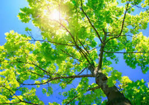 Tree Trimming Service Bloomington-Normal