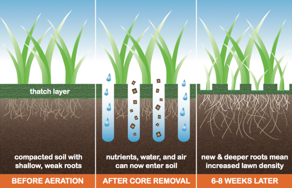 Healthy grass programs in Bloomington IL